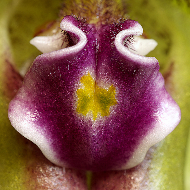 Paphiopedilum spicerianum 08.jpg