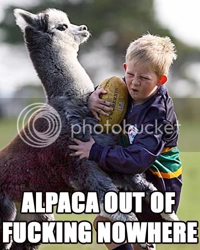 alpaca.jpg