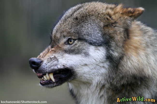 Wolf-Snarling.jpg