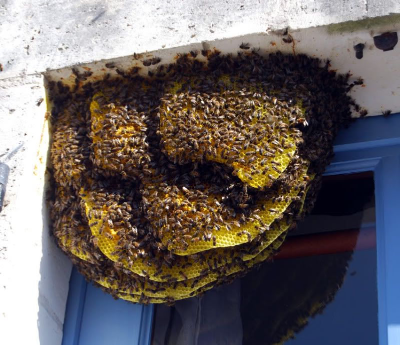 Bees-in-window.jpg