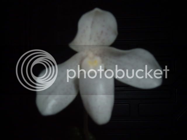 2004_0101BabyPaph0001.jpg