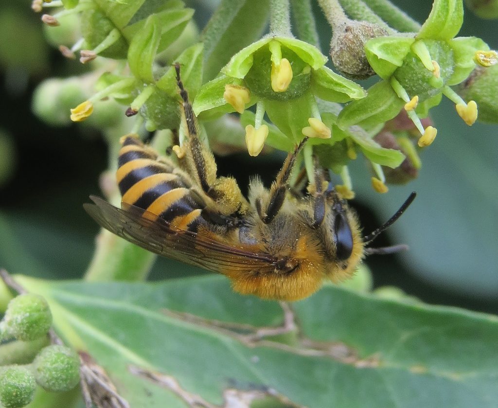 www.bumblebeeconservation.org