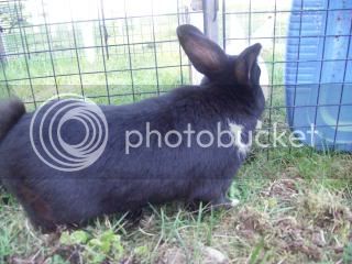 SpringBunnies059.jpg