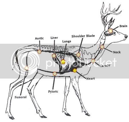 Deer_Anatomy.jpg