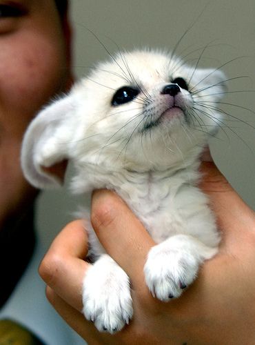 baby-fennec-fox.jpg