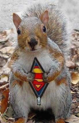 super_squirrel.jpg