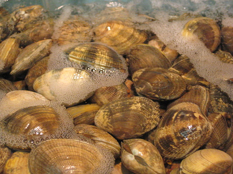 800px-Clams.JPG