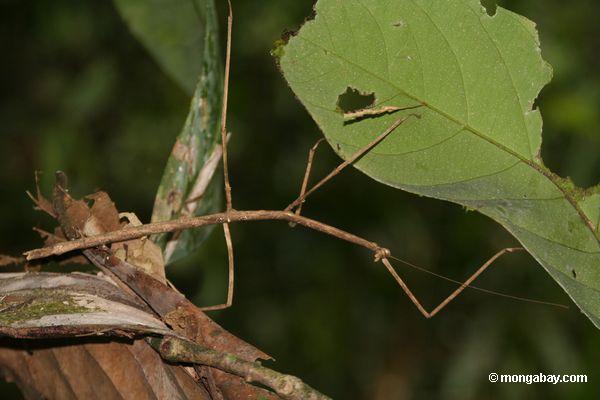 Tambopata_1029_4816.JPG