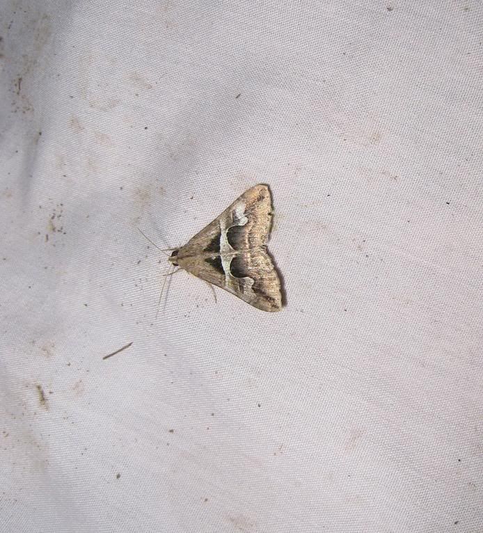 moth18.jpg
