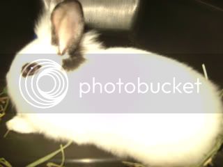 bunnies005.jpg