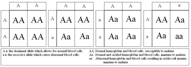 sickle-cell-anemia-punnett-square.jpg
