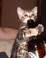 drinking_kitty.jpg