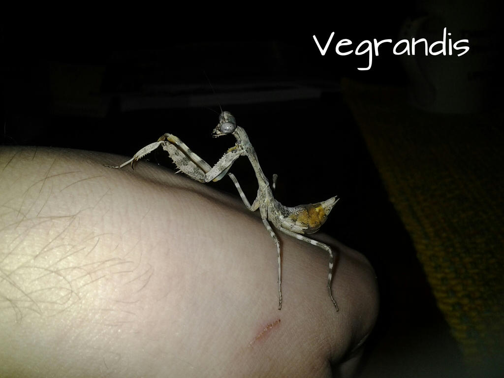 l8_vegrandis__female_parasphendale_agrionina_by_alexandersmantids-d6w88vt.jpg