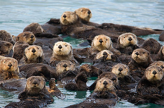 group-raft-sea-otters.jpg