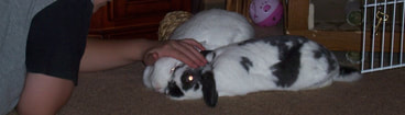 rabbitsindoors.weebly.com