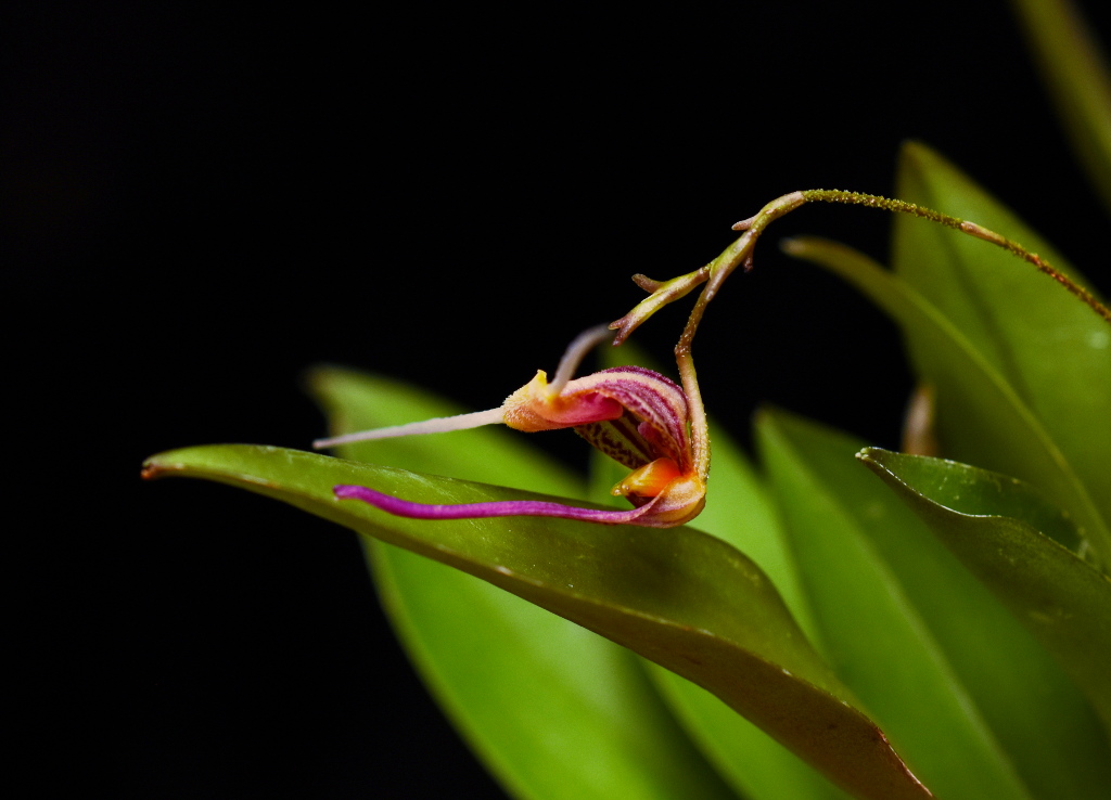 scaphosepalum_merinoi_02.jpg