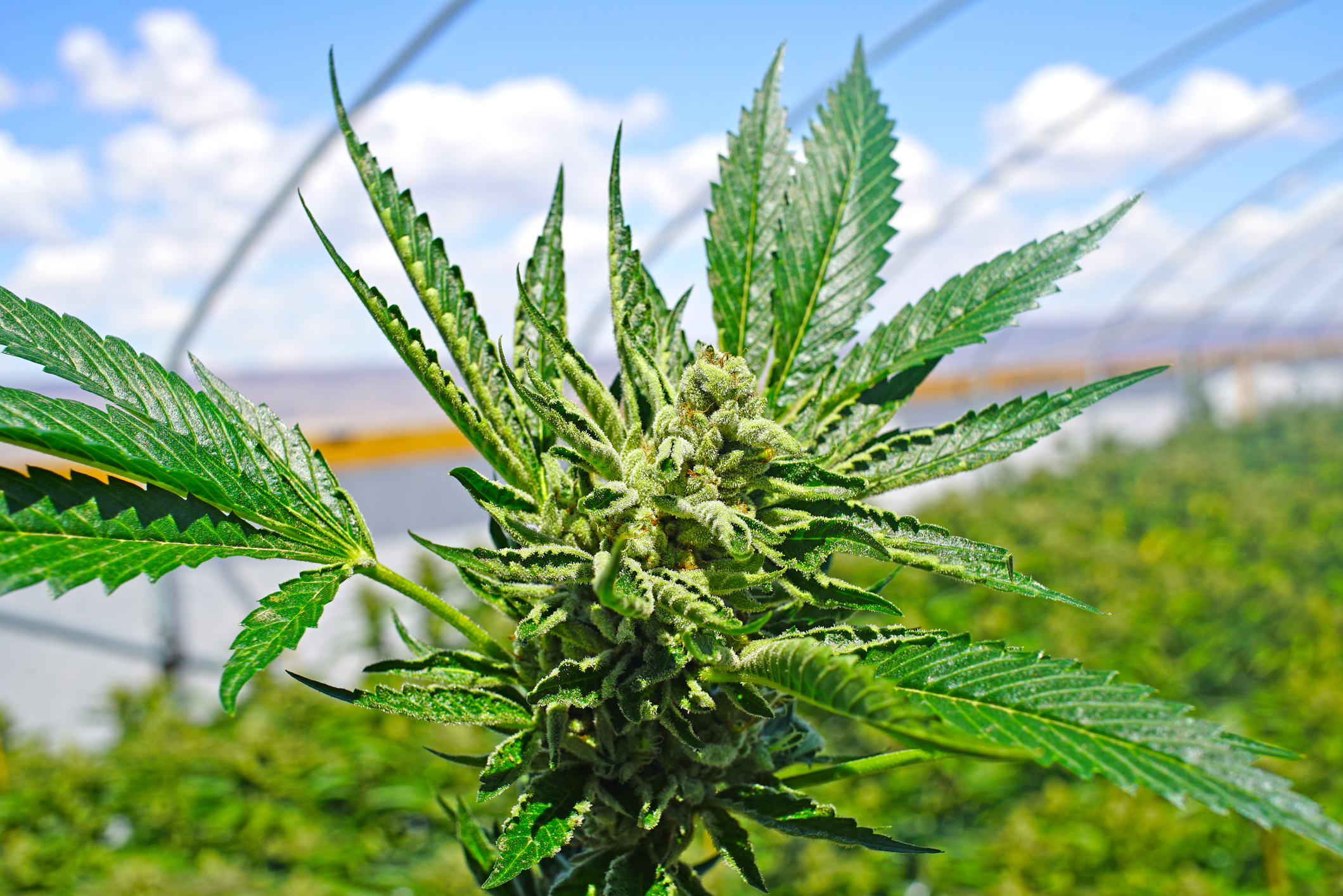 marijuana-plant-cannabis-pot-weed-legalization-getty.jpg
