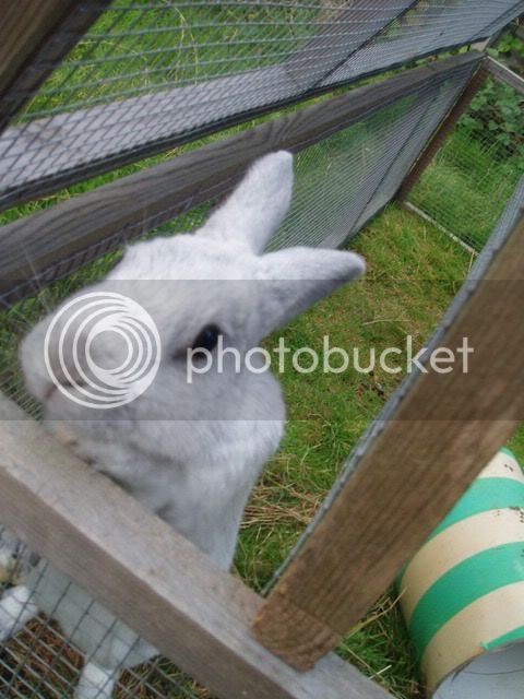 bunnies044.jpg