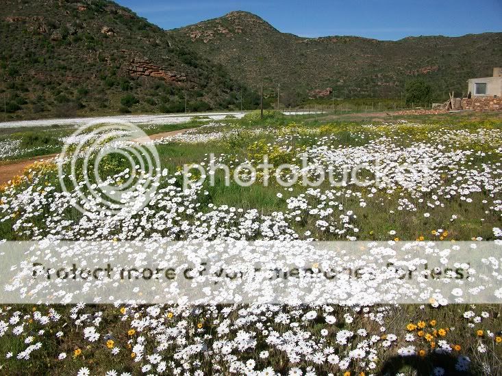 ClanwilliamBlomme2011002.jpg