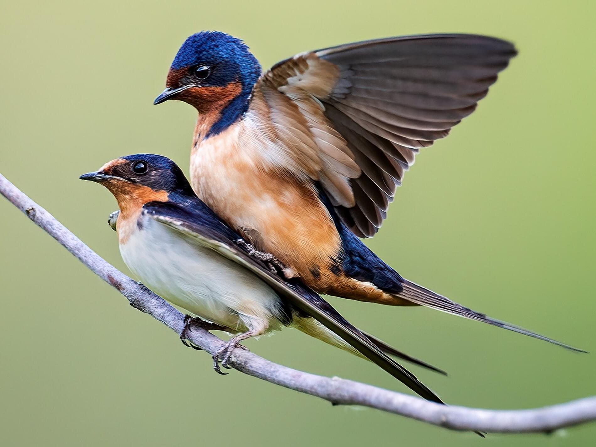 Barn Swallow | San Diego Bird Spot