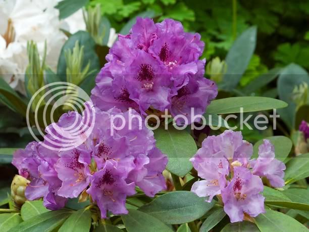 RhododendronTapestry_web-1.jpg