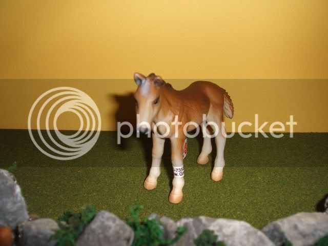 foal640x480.jpg