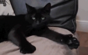 cat-thumbs-up-approves-thumb-awesome-13856620125.gif