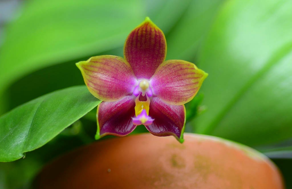 phal_hybrid.jpg