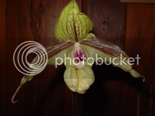 OrchidDSC013-1.jpg