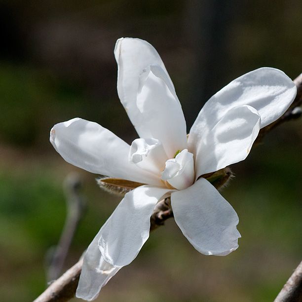 Magnoliakobus_web.jpg