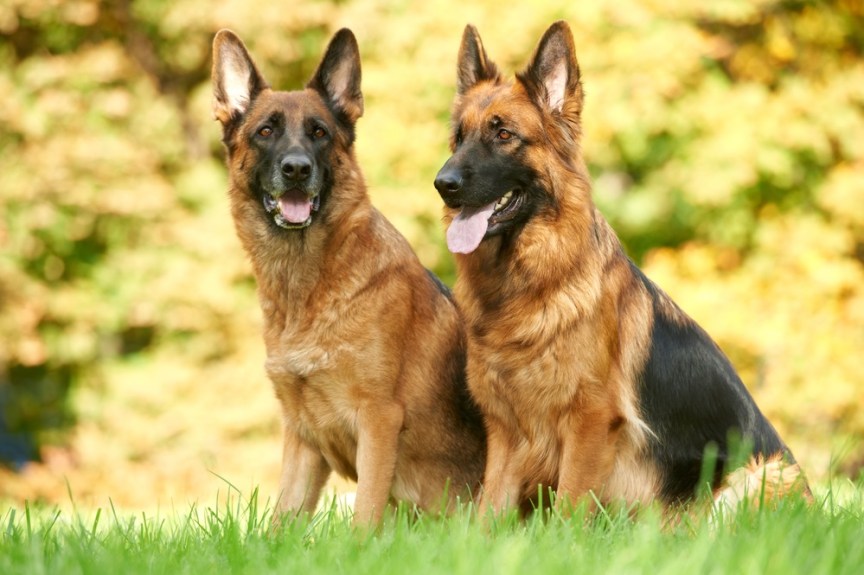 German-Shepherd-Dog.jpg