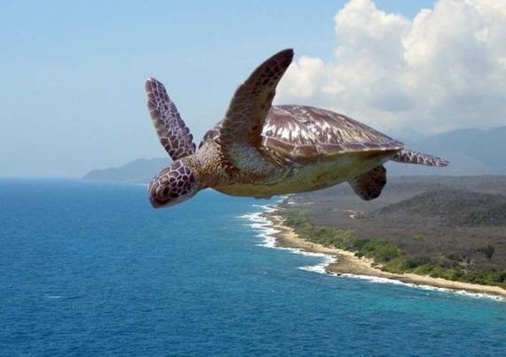 flying-turtle.jpg