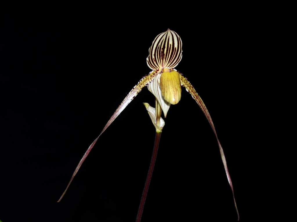 paph_st_swithin3.jpg