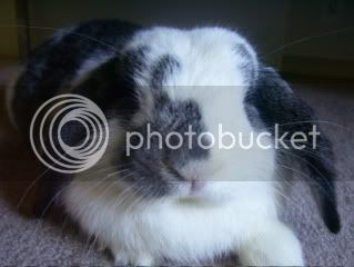 Bunnypictures-Leanne029.jpg