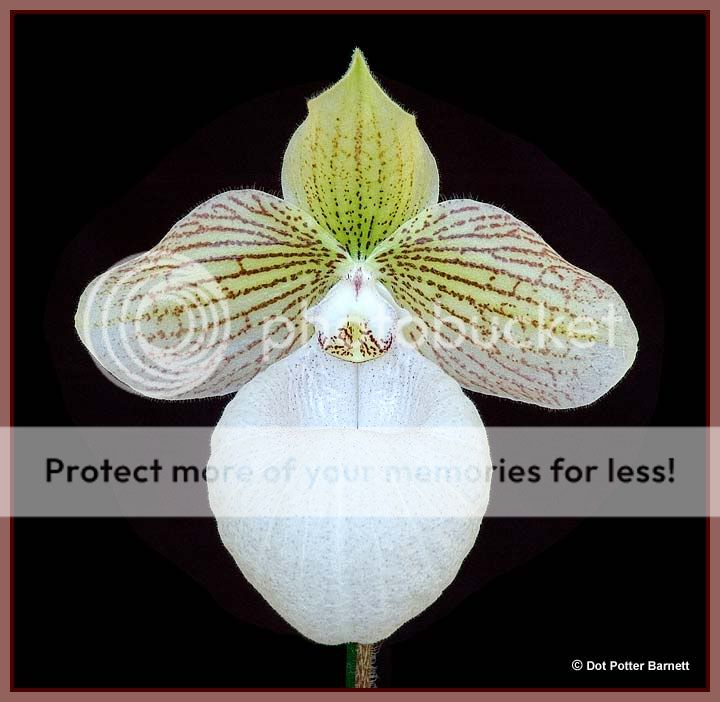 Paph_Fanaticum-1.jpg