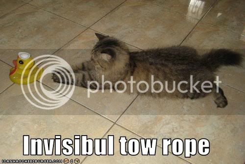 funny-pictures-cat-has-invisible-to.jpg