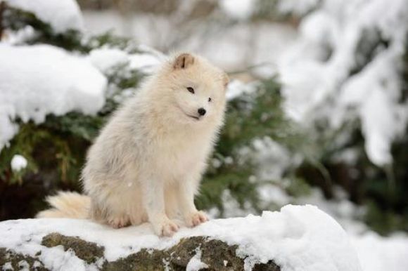 l-Baby-Arctic-Fox-has-the-littlest-ears.jpg