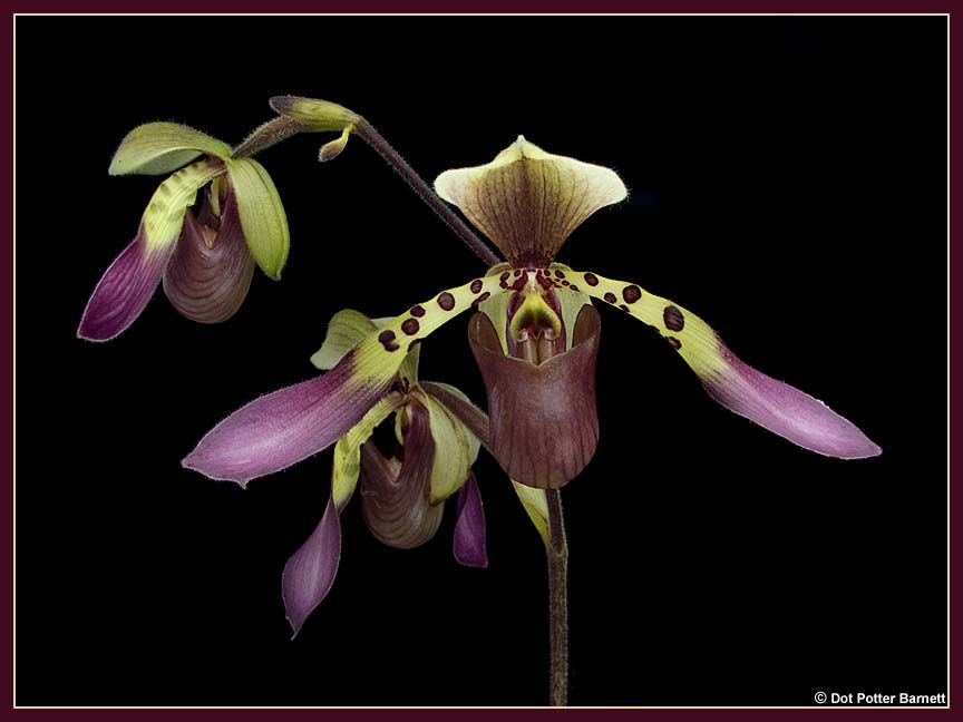 Paph_lowii.jpg