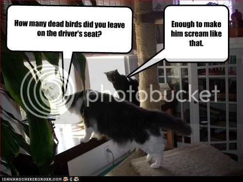 funny-pictures-cats-look-out-window.jpg