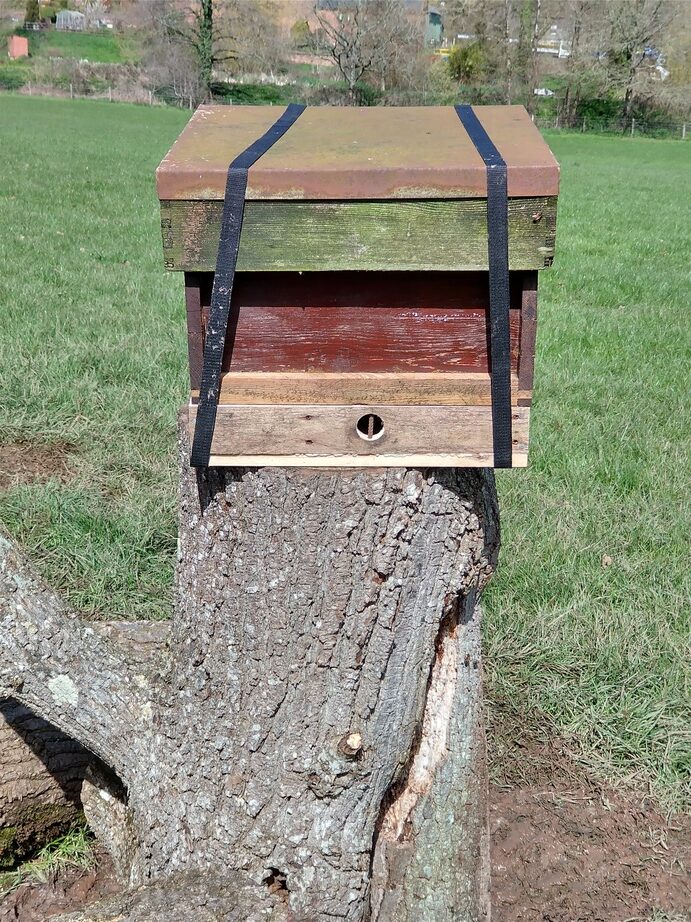 oak-tree-bees-10-rotated.jpg