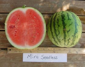 Mini-Seedless-poster.jpg