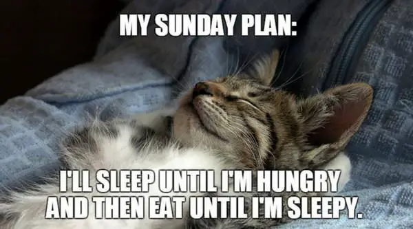 Funny-Sunday-meme-with-cat-sleeping.jpg