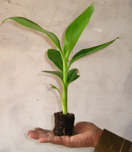 banana-plug-plants-500x500.jpg