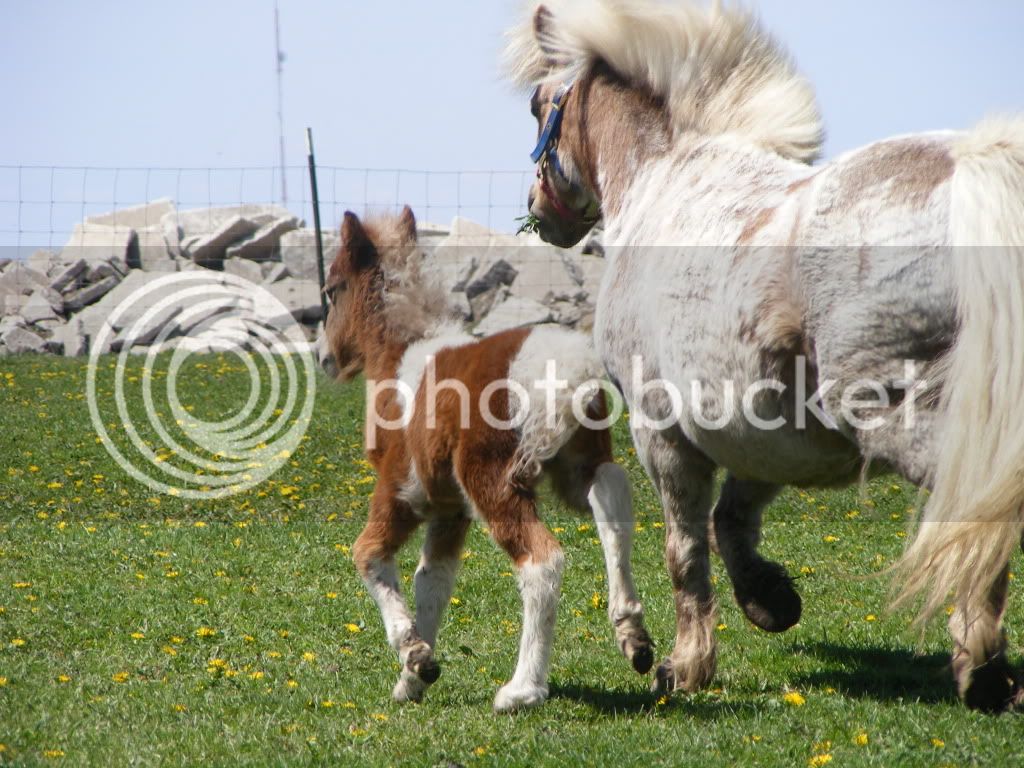 regpicsand2010foals035.jpg