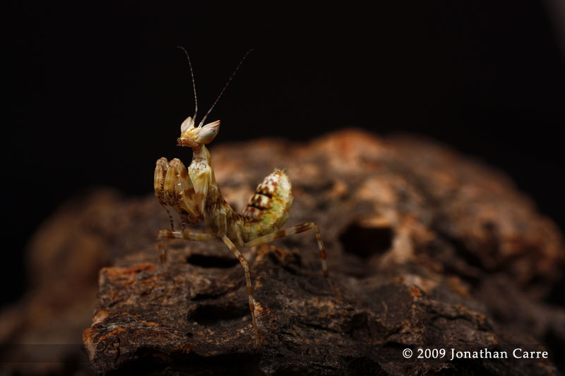 Creobroter_pictipennis_nymph_5_by_InsaneGelfling.jpg
