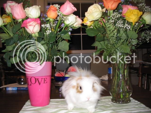 Bunnies019-1.jpg