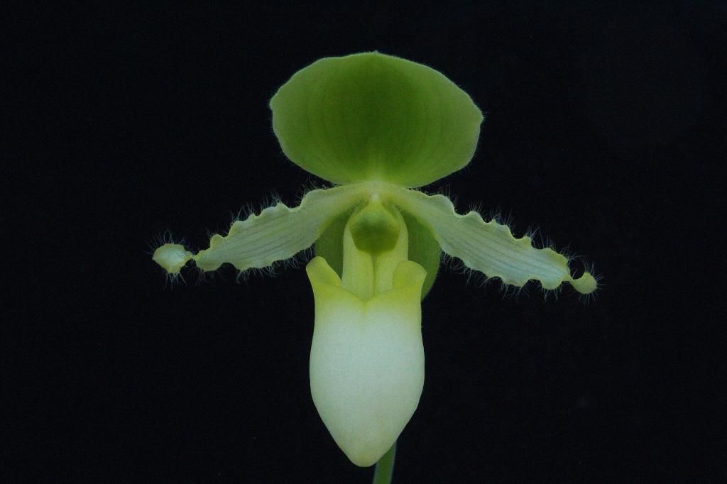 Paph%20primulinum2-1_zpsbjsgzksz.jpg