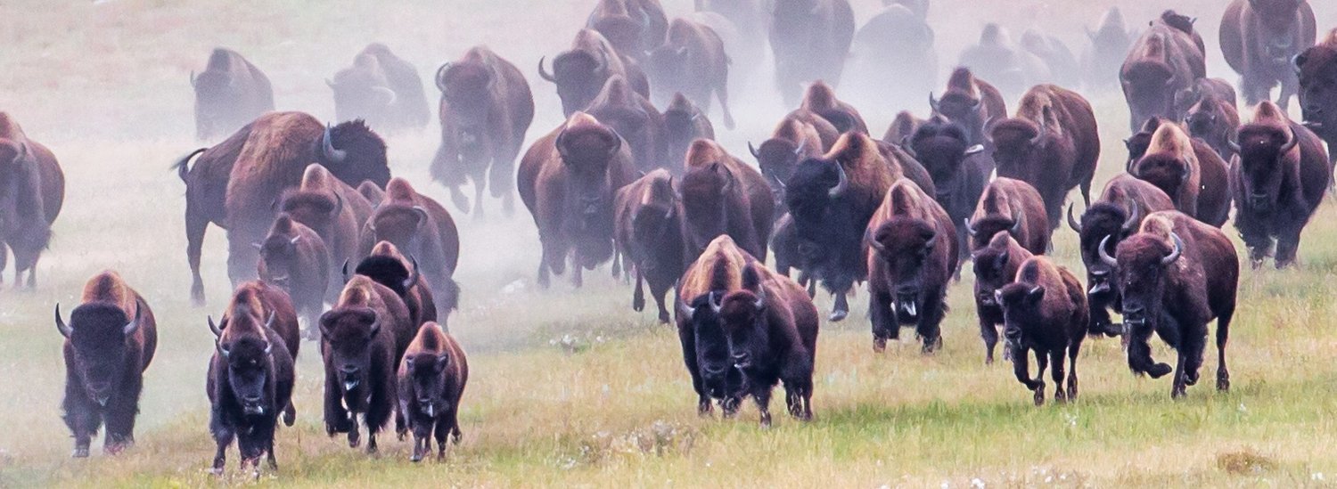 Cowboys ride herd on American Buffalo as they participate in the Custer ...