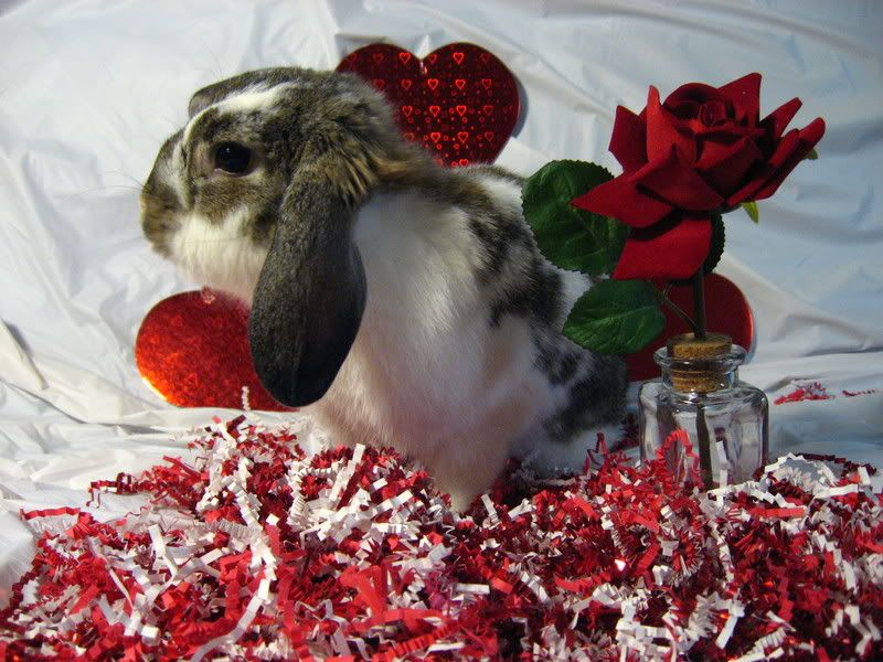 ValentineBunnies021.jpg