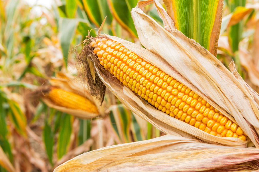 ear of corn